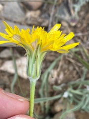 Agoseris parviflora