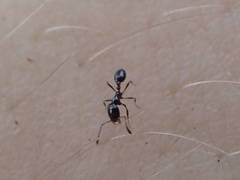 Monomorium viridum