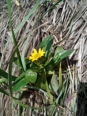 Senecio pseudoarnica