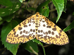 Epobeidia tigrata maxima