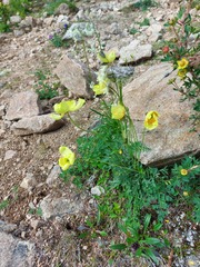 Papaver croceum