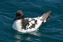 Cape Petrel photo 3