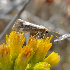 Cisthene liberomacula