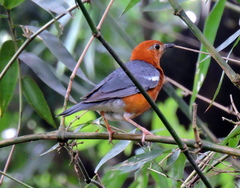 Geokichla citrina