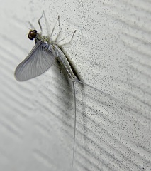 Maccaffertium modestum