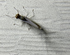 Maccaffertium modestum