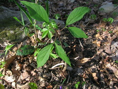 Arisaema quinatum