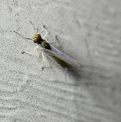 Maccaffertium modestum