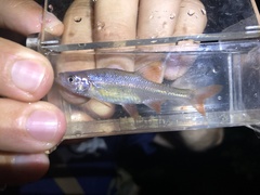 Lythrurus umbratilis