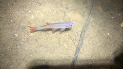 Lythrurus umbratilis