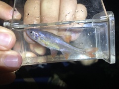 Lythrurus umbratilis