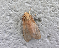 Pseudohemihyalea labecula