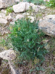 Oxytropis kusnetzovii