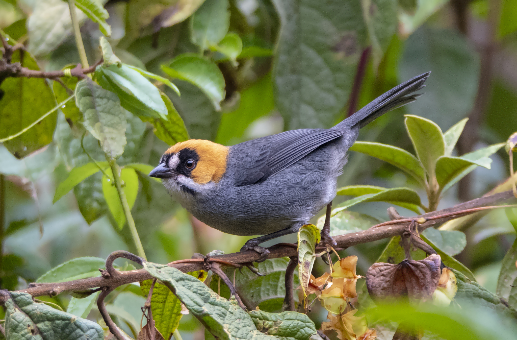 Black-spectacled Brushfinch (Atlapetes melanopsis), photo 8