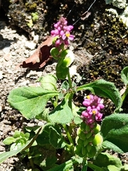 Polygala tatarinowii
