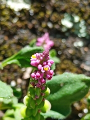 Polygala tatarinowii