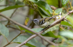 Mecocerculus stictopterus