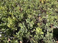 Arctostaphylos nevadensis