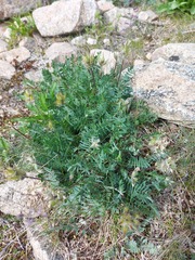 Oxytropis kusnetzovii