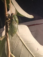 Okanagana viridis