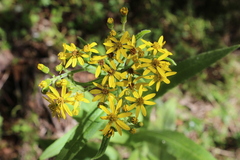 Senecio multidentatus