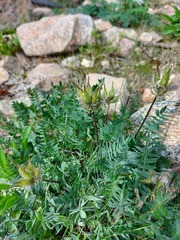 Oxytropis kusnetzovii