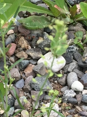 Lepidium ramosissimum