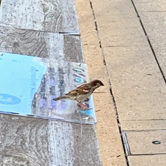 Passer domesticus