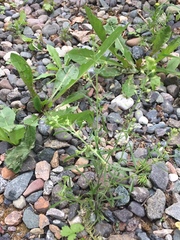 Lepidium ramosissimum