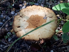 Lacrymaria asperospora