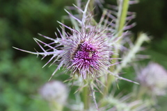 Cirsium jorullense