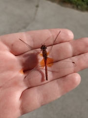 Sympetrum flaveolum