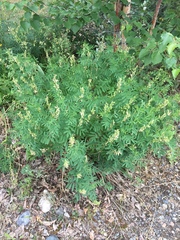 Astragalus williamsii