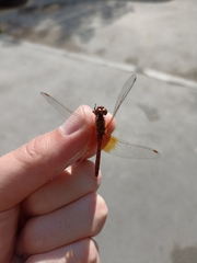 Sympetrum flaveolum