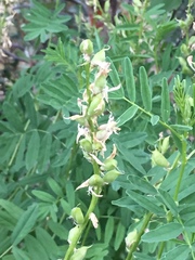 Astragalus williamsii