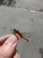Sympetrum flaveolum