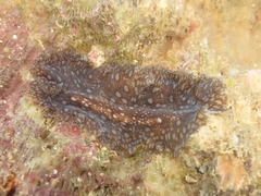 Pericelis