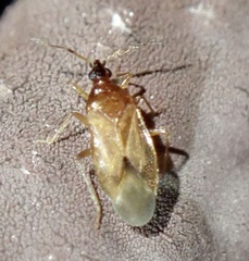 Amphiareus obscuriceps