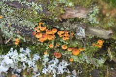 Xeromphalina campanella