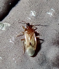 Amphiareus obscuriceps