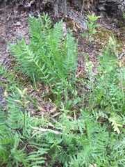 Oxytropis borealis viscida