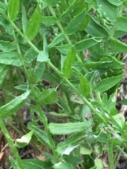 Oxytropis borealis viscida