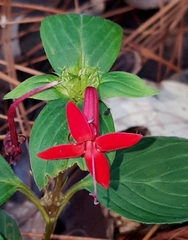 Crusea coccinea