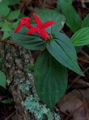 Crusea coccinea