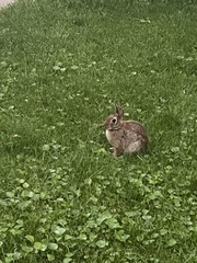 Sylvilagus floridanus