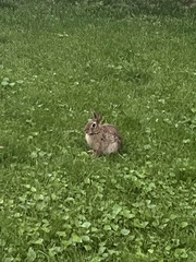 Sylvilagus floridanus