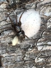 Herpyllinae