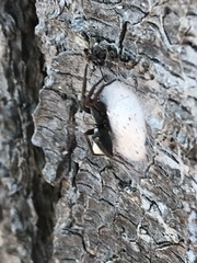 Herpyllinae
