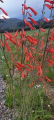Penstemon barbatus torreyi