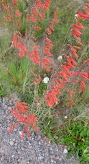Penstemon barbatus torreyi